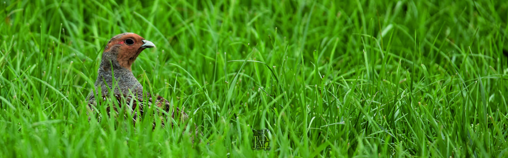 footer_patrijs footer_patrijs